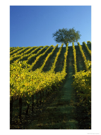 Fall Foliage In Vineyard, Sonoma, Ca by Inga Spence Pricing Limited Edition Print image
