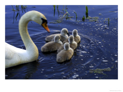 Mother Swan With Cygnets by Frank Siteman Pricing Limited Edition Print image