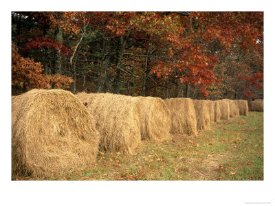 Close Up Of Hay Located In Cumberland Plateau, Tn by Jack Hoehn Jr. Pricing Limited Edition Print image