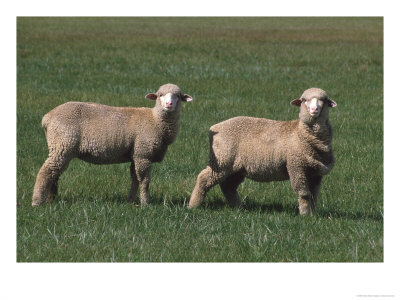 Sheep In A Field, Ut by David Carriere Pricing Limited Edition Print image