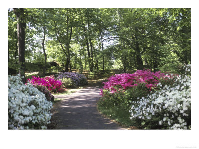 Azalea Way, Botanical Gardens, Bronx, Ny by Lauree Feldman Pricing Limited Edition Print image