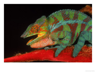 Panther Chameleon Lizard, Ambanja, Madagascar by Marian Bacon Pricing Limited Edition Print image
