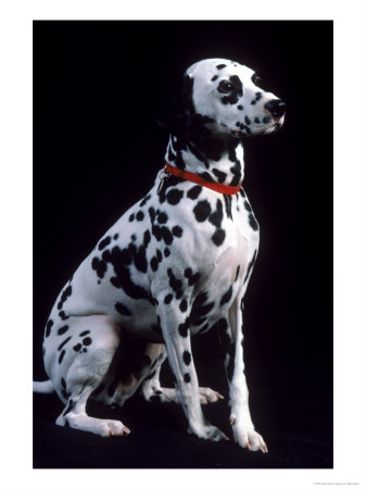 Dalmatian Dog by Jeffry Myers Pricing Limited Edition Print image