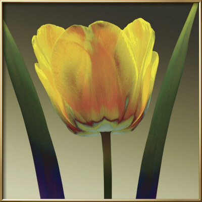 Flame Tulip I by Robert Mertens Pricing Limited Edition Print image