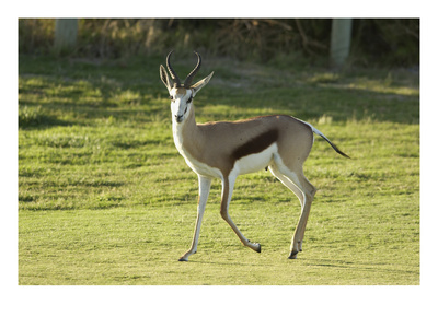 Antelope At The Atlantic Beach Golf Club by J.D. Cuban Pricing Limited Edition Print image