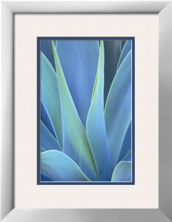 Leaves Of An Agave by Darrell Gulin Pricing Limited Edition Print image