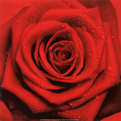 Red Rose by Anna Scott Pricing Limited Edition Print image
