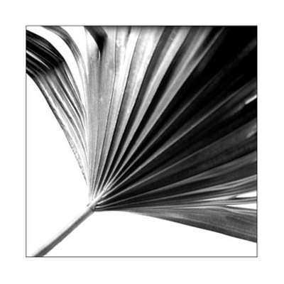 Black And White Palm Ii by Jason Johnson Pricing Limited Edition Print image