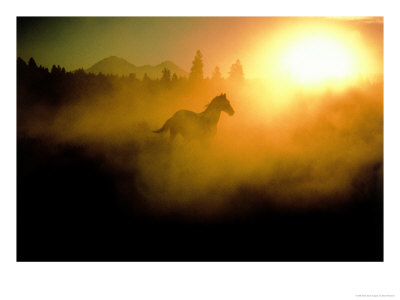 Horse Running In The Haze by Bob Trehearne Pricing Limited Edition Print image