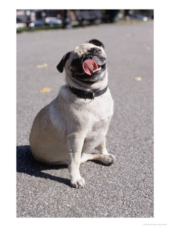 Pug Licking His Mouth by Henry Horenstein Pricing Limited Edition Print image