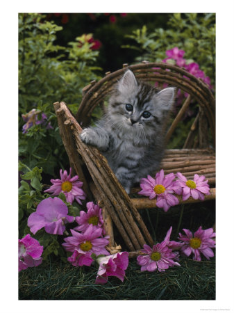 Grey Kitten Sitting On Chair Outdoors by Richard Stacks Pricing Limited Edition Print image