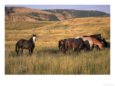 American Wild Horses, North Dakota Badlands by Lynn M. Stone Pricing Limited Edition Print image