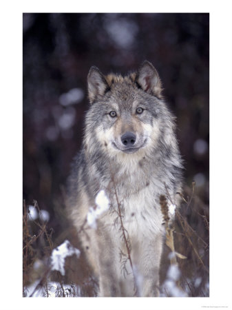 Wolf In Snow, Mt by John Luke Pricing Limited Edition Print image