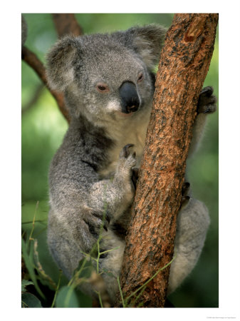 Koala In Eucalyptus Tree by Inga Spence Pricing Limited Edition Print image
