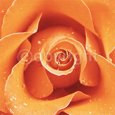 Orange Rose by Cassandra Power Pricing Limited Edition Print image
