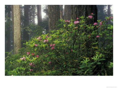 Rhoddy And Redwoods In Redwoods State Park, Del Norte, California, Usa by Darrell Gulin Pricing Limited Edition Print image