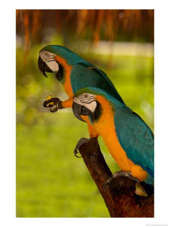 Two Blue And Gold Macaws by Lisa S. Engelbrecht Pricing Limited Edition Print image
