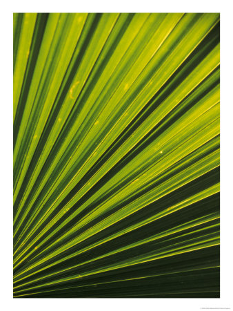 Palm Frond Detail, Siem Reap, Cambodia by Walter Bibikow Pricing Limited Edition Print image