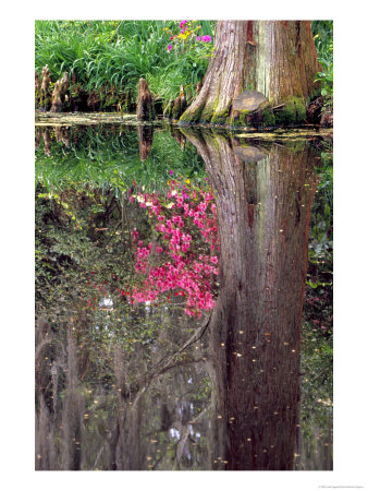 Reflections In Pond, Magnolia Plantation And Gardens, Charleston, South Carolina, Usa by Julie Eggers Pricing Limited Edition Print image