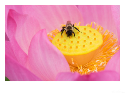 Perry's Water Garden, Lotus Blossom And Bee, Franklin, North Carolina, Usa by Joanne Wells Pricing Limited Edition Print image