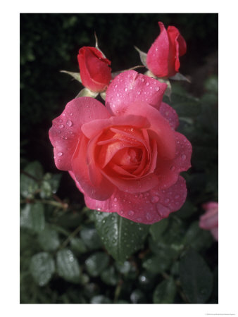 English Rose In Butchart Gardens, Vancouver Island, British Columbia, Canada by Connie Ricca Pricing Limited Edition Print image