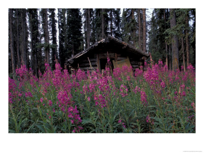 Abandoned Trappers Cabin Amid Fireweed, Yukon, Canada by Paul Souders Pricing Limited Edition Print image