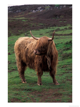 Scottish Highland Cattle, Isle Of Skye, Scotland by Gavriel Jecan Pricing Limited Edition Print image