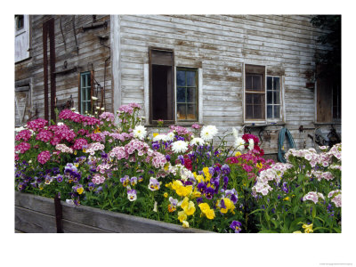 Old Barn With Cat In The Window, Whitman County, Washington, Usa by Julie Eggers Pricing Limited Edition Print image