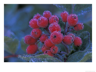 Elderberries Covered In Morning Dew, Mt. Rainier National Park, Washington, Usa by Jamie & Judy Wild Pricing Limited Edition Print image
