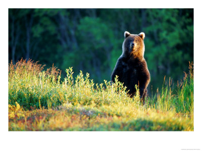 Grizzly Of Kronotska National Park, Kamchatka, Russia by Daisy Gilardini Pricing Limited Edition Print image