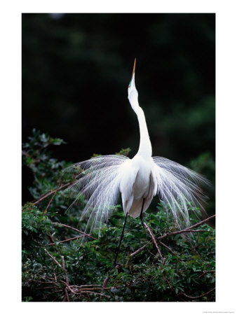 Great Egret In Courtship Display by Charles Sleicher Pricing Limited Edition Print image
