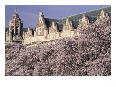 Blooming Cherry Trees At The University Of Washington, Seattle, Washington, Usa by William Sutton Pricing Limited Edition Print image