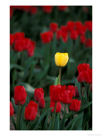 Yellow Tulip, Skagit Valley, Washington, Usa by William Sutton Pricing Limited Edition Print image