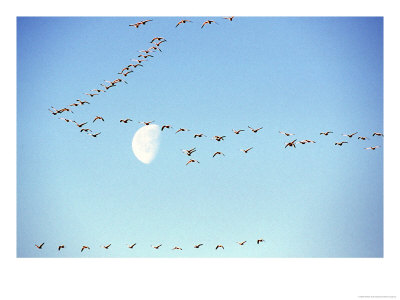 Flock Of Snow Geese Flies Before A Setting Moon, Washington, Usa by William Sutton Pricing Limited Edition Print image