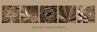 Botanical Collection I by Tony Koukos Pricing Limited Edition Print image