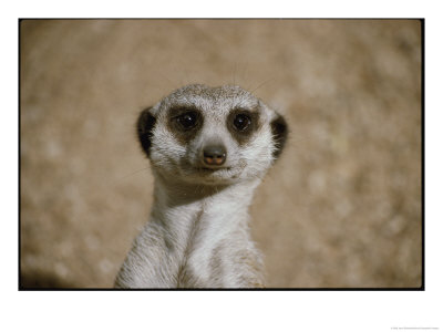 Portrait Of A Captive Meerkat by Jason Edwards Pricing Limited Edition Print image