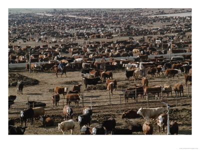 About 85,000 Cattle On 640 Acres Of Land In Coalinga, 50 Miles Southwest Of Fresno, California by Jim Sugar Pricing Limited Edition Print image
