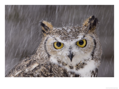 A Captive Great Horned Owl At A Recovery Center by Joel Sartore Pricing Limited Edition Print image