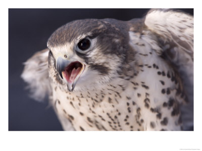 A Captive Prairie Falcon (Falco Mexicanus) by Joel Sartore Pricing Limited Edition Print image