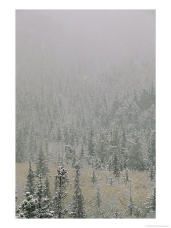 Autumn Snow Dusts Evergreen Trees In The Black Hills by Bobby Model Pricing Limited Edition Print image
