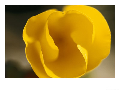 Close View Of A California Poppy Flower by Bill Curtsinger Pricing Limited Edition Print image
