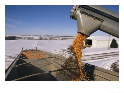 Corn Pours From An Auger Into A Grain Truck by Joel Sartore Pricing Limited Edition Print image