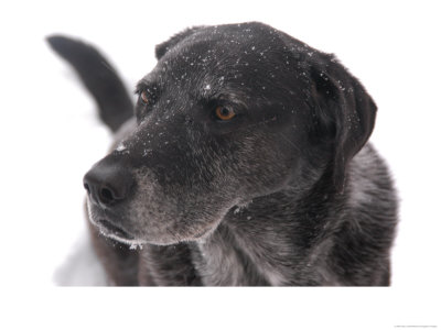 A Black Lab Pointer Mix, Chevy Chase, Maryland, United States by Stacy Gold Pricing Limited Edition Print image