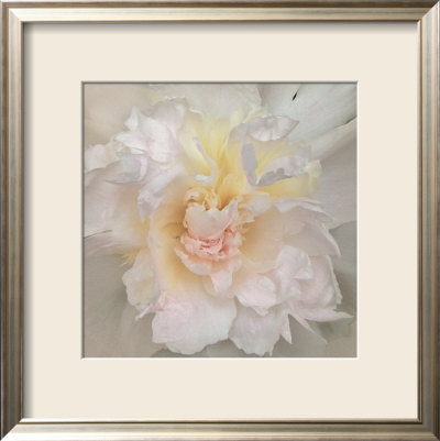 Paeonia by Rebecca Swanson Pricing Limited Edition Print image