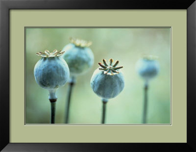 Opium Pods by Carol Sharp Pricing Limited Edition Print image
