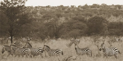 Zebras by Alexis De Vilar Pricing Limited Edition Print image