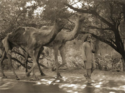 Two Camels And Man by Nelson Figueredo Pricing Limited Edition Print image