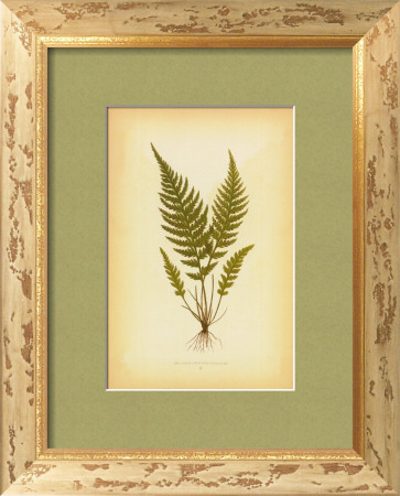 Fern I by Edward Lowe Pricing Limited Edition Print image