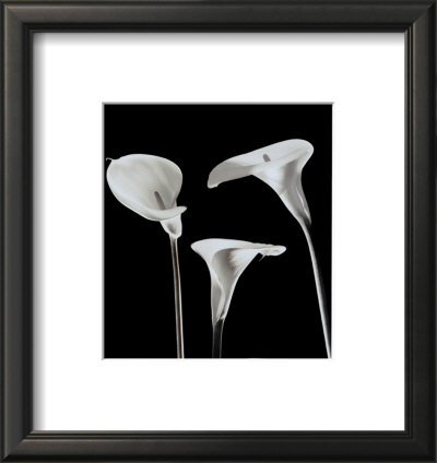 Lilies by Rudy Archer Pricing Limited Edition Print image
