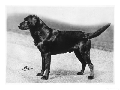 Dual Champion Bramshaw Bob Crufts, Best In Show, 1932 And 1933 by Thomas Fall Pricing Limited Edition Print image